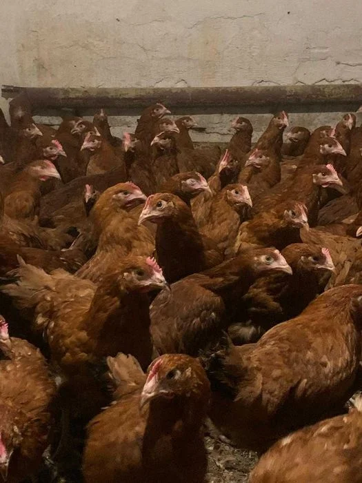 KURY nioski od 8 do 26 tygodnia z własnej hodowli ! TRANSPORT ! – zdjęcie 2