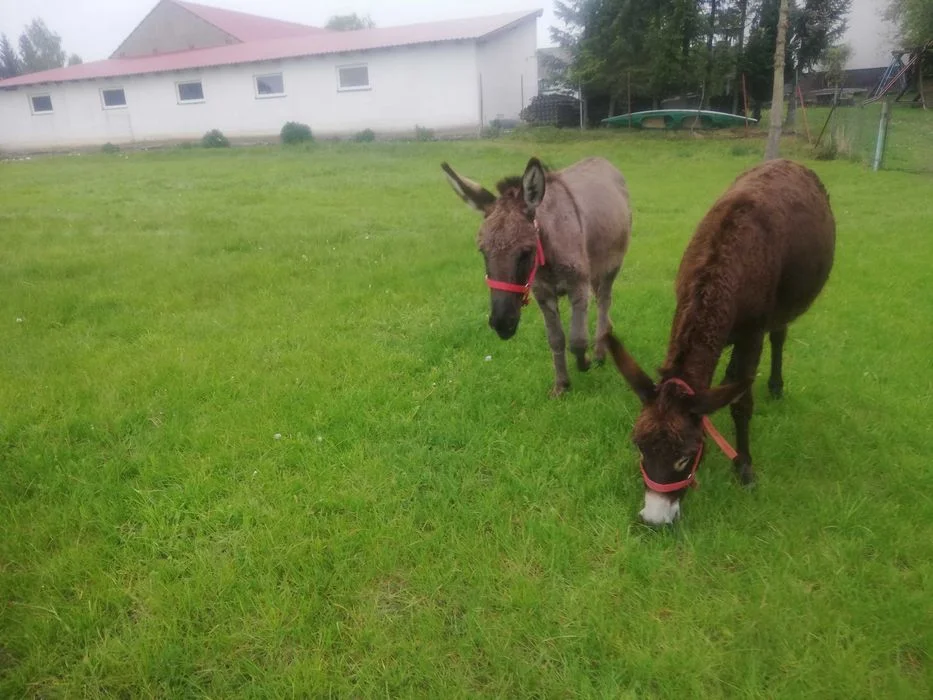 POKOJE z łazięnkami AGROTURYSTYKA noclegi wolne weekend hostel hotel – zdjęcie 9