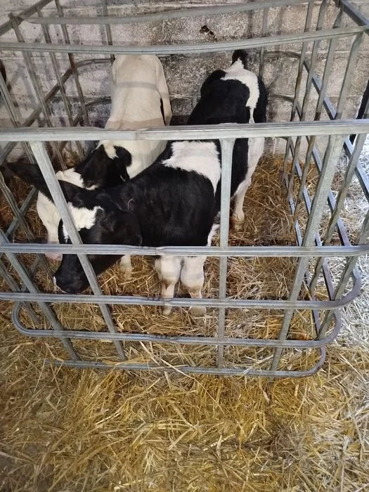 Sprzedam byczka i jałówkę – zdjęcie 3