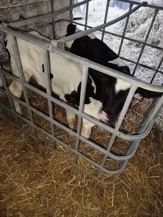 Sprzedam byczka i jałówkę – zdjęcie 6
