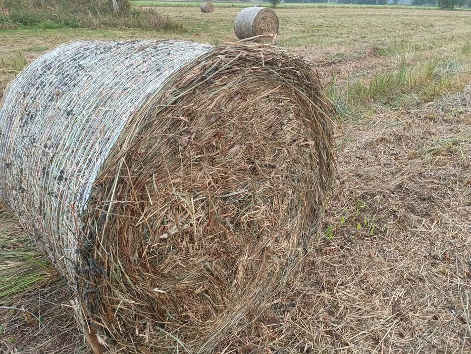 Siano łąkowe z października – zdjęcie 2