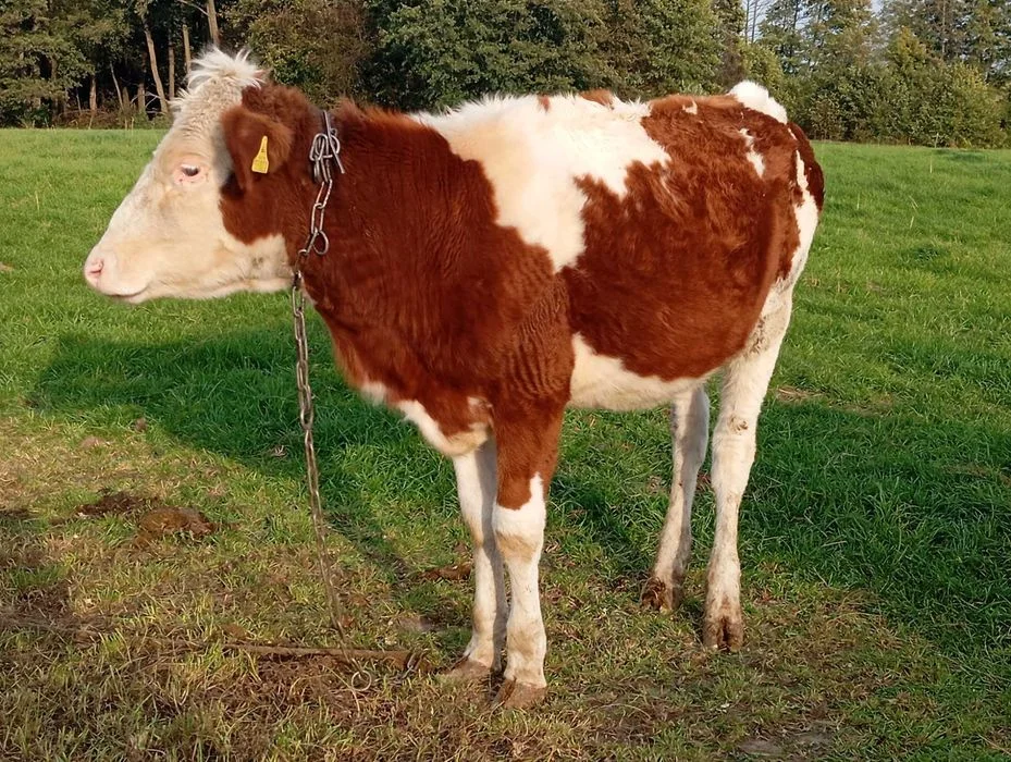 Sprzedam jałówki – zdjęcie 3