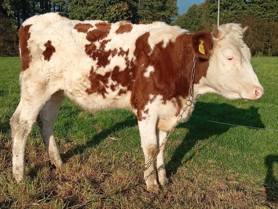 Sprzedam jałówki – zdjęcie 2