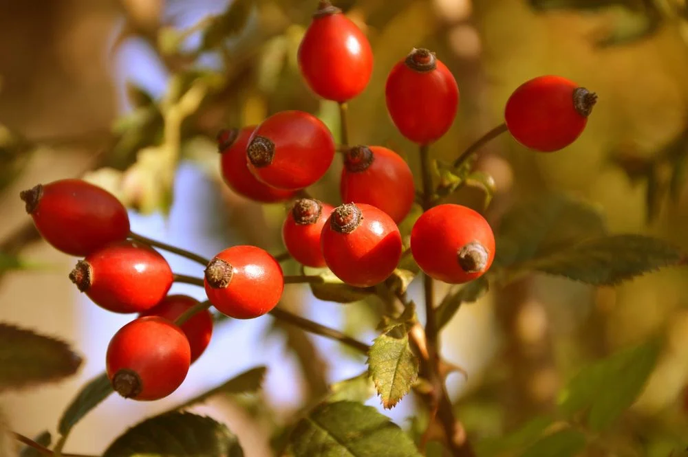 DZIKA RÓŻA Świeże Owoce Dzikiej róży z Bieszczad 100% Natury 2 KG