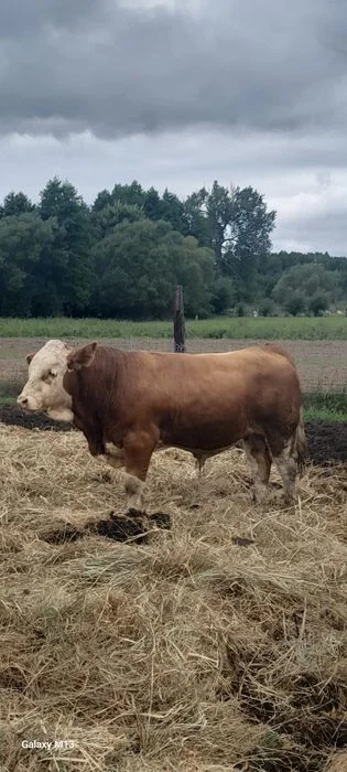 Byk Simental mięsny 8,5 miesięcy – zdjęcie 2