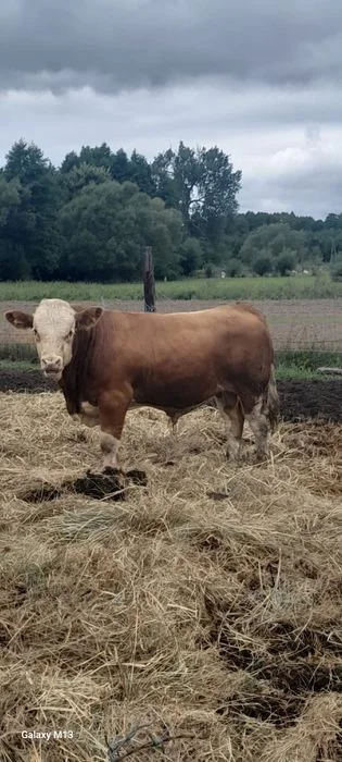 Byk Simental mięsny 8,5 miesięcy – zdjęcie 3