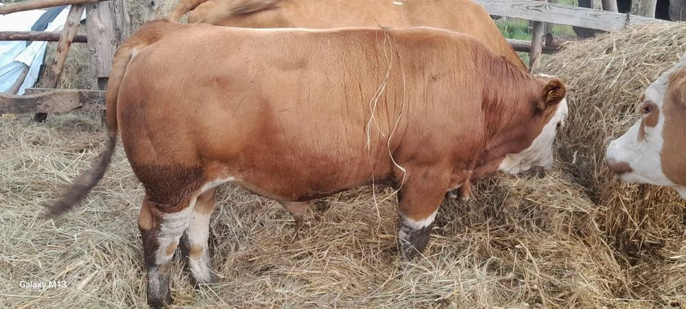 Byk Simental mięsny 8,5 miesięcy – zdjęcie 4