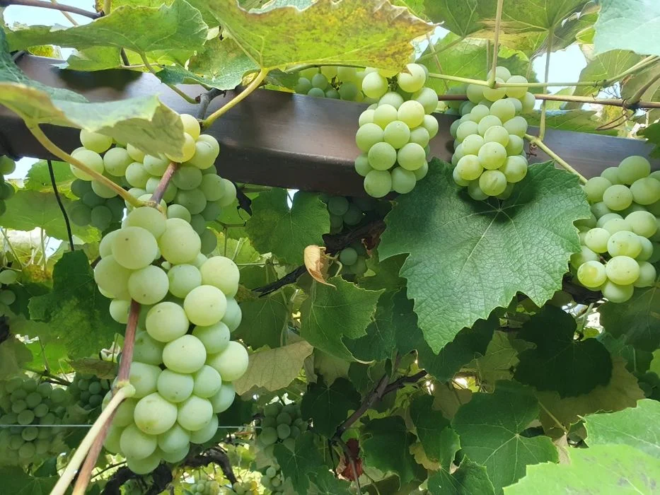 Winogrona jasne na wino lub do jedzenia – zdjęcie 4