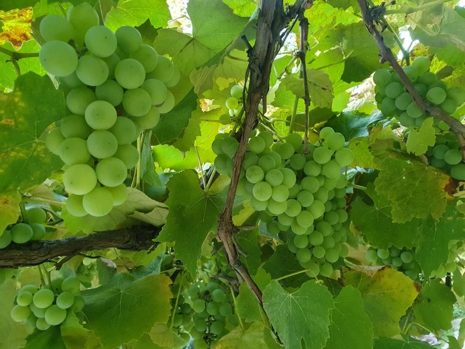 Winogrona jasne na wino lub do jedzenia – zdjęcie 6