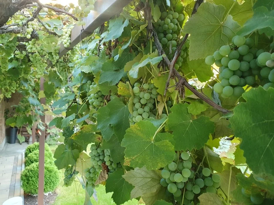 Winogrona jasne na wino lub do jedzenia – zdjęcie 2