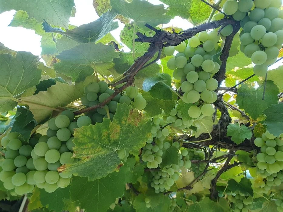 Winogrona jasne na wino lub do jedzenia – zdjęcie 3