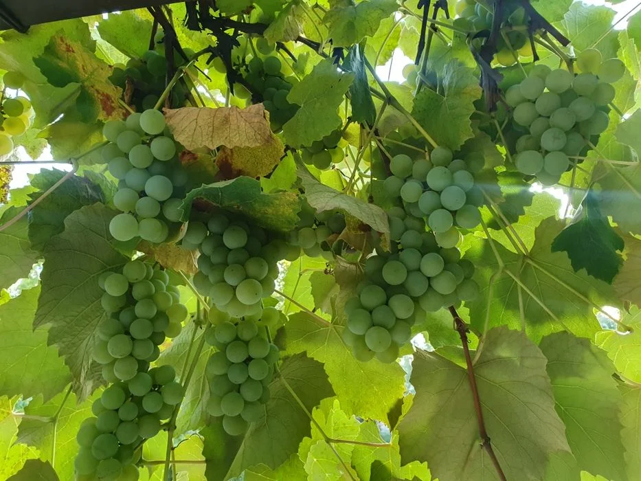 Winogrona jasne na wino lub do jedzenia – zdjęcie 5
