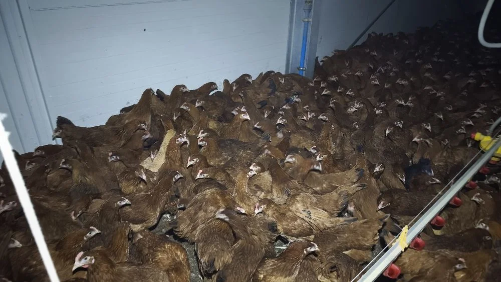 Młode kurki Rosa 15 tyg Tylko hurt! Min 500 szt – zdjęcie 5