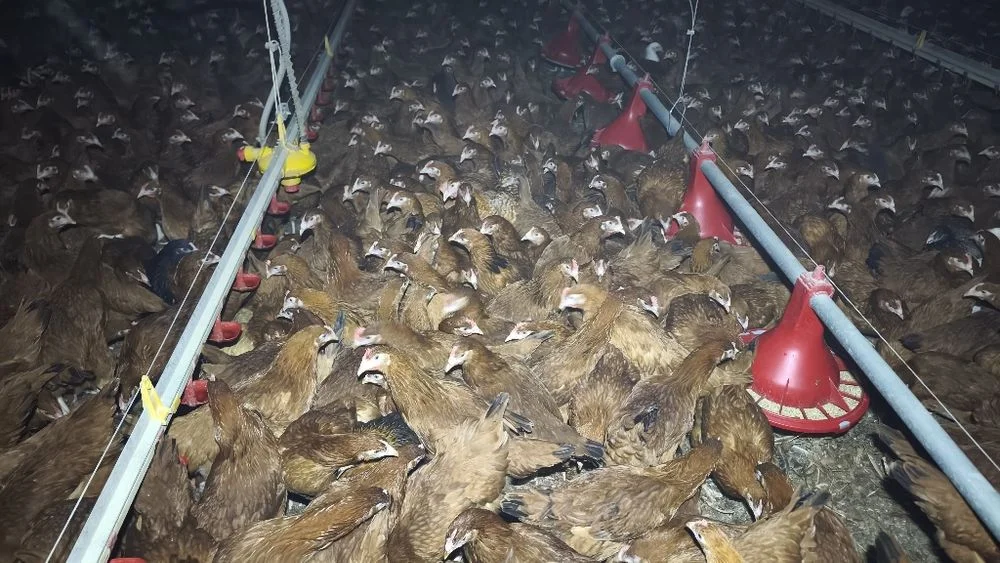 Młode kurki Rosa 15 tyg Tylko hurt! Min 500 szt – zdjęcie 6