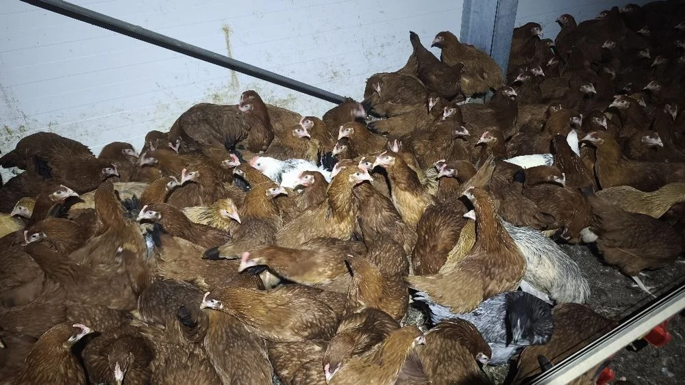 Młode kurki Rosa 15 tyg Tylko hurt! Min 500 szt – zdjęcie 3