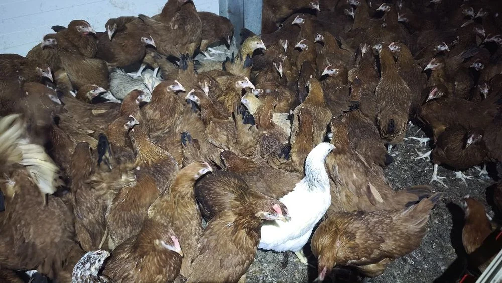 Młode kurki Rosa 15 tyg Tylko hurt! Min 500 szt – zdjęcie 4