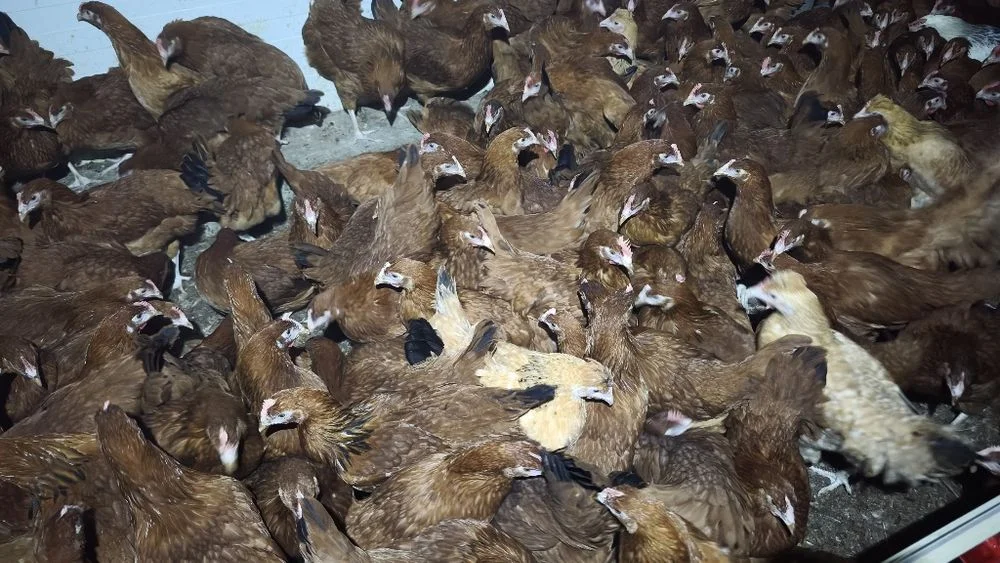 Młode kurki Rosa 15 tyg Tylko hurt! Min 500 szt – zdjęcie 7