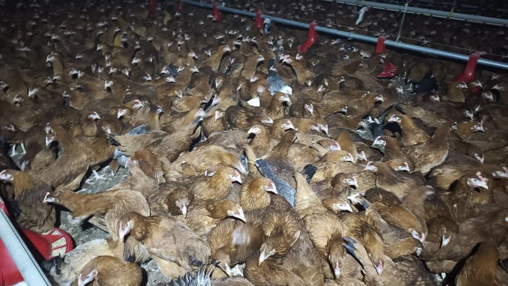 Młode kurki Rosa 15 tyg Tylko hurt! Min 500 szt – zdjęcie 8