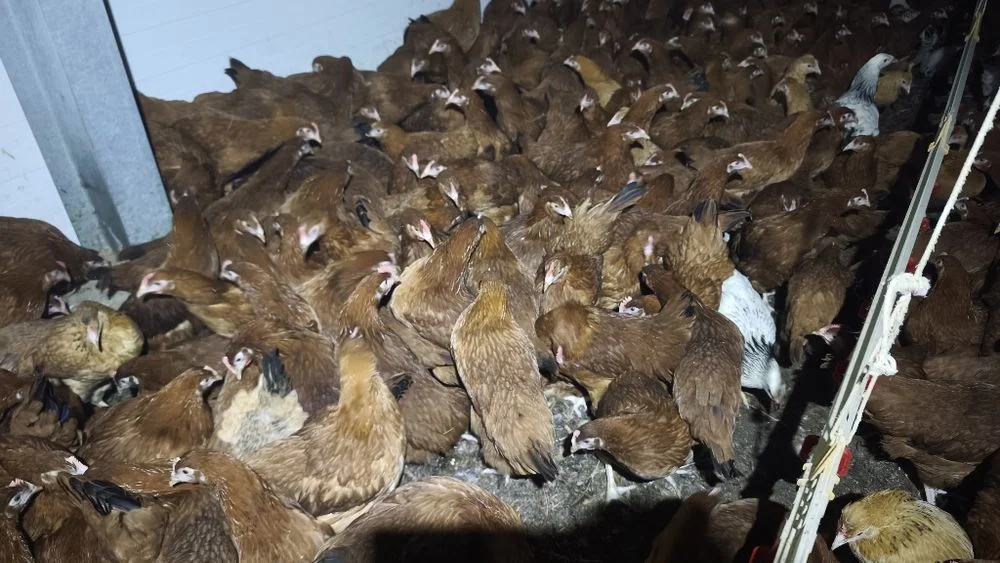 Młode kurki Rosa 15 tyg Tylko hurt! Min 500 szt – zdjęcie 2