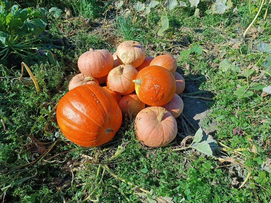 Sprzedam dynie z własnego ogrodu – zdjęcie 2