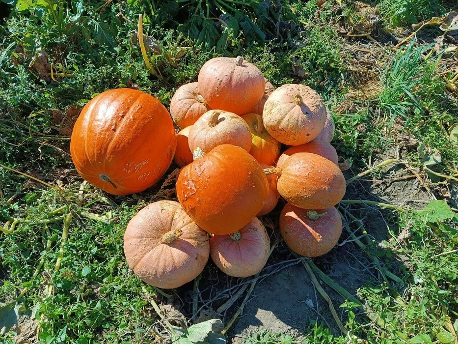 Sprzedam dynie z własnego ogrodu