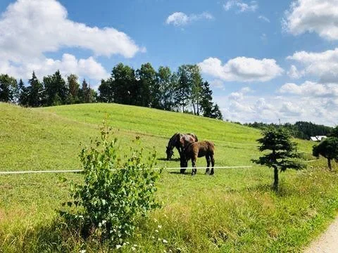 Domek Eden 3 Balia Sauna mini zoo walentynki – zdjęcie 6