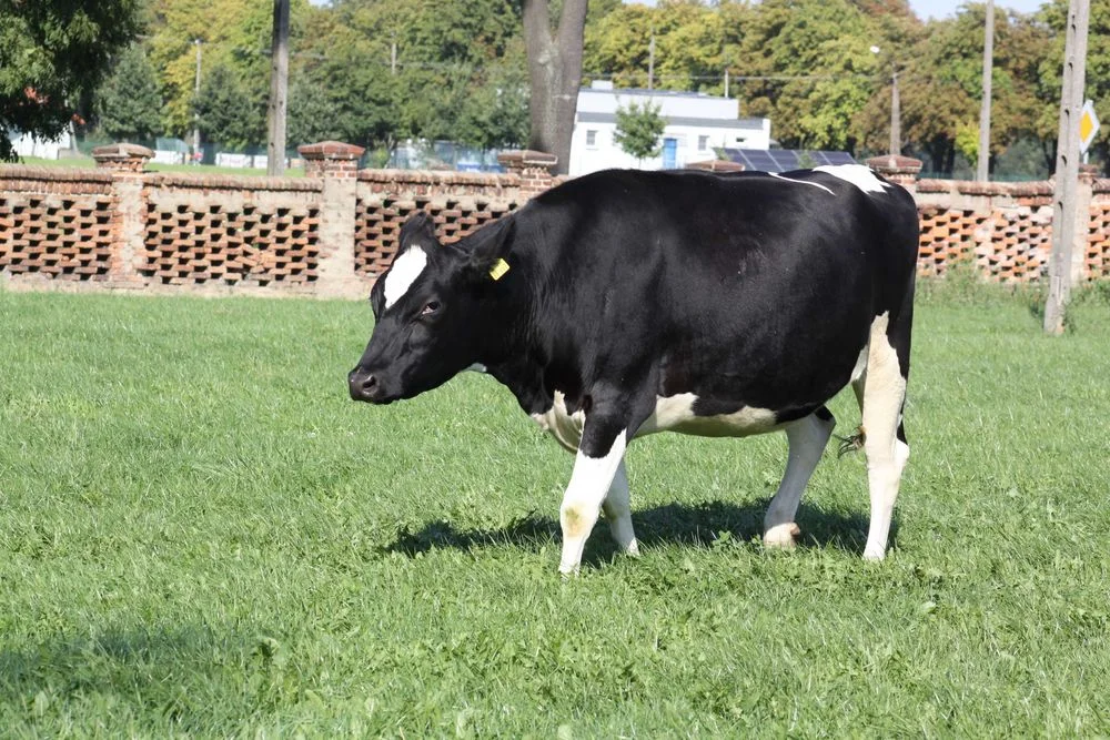 Jałowice hodowlane wysokocielne oraz pierwiastki – zdjęcie 3