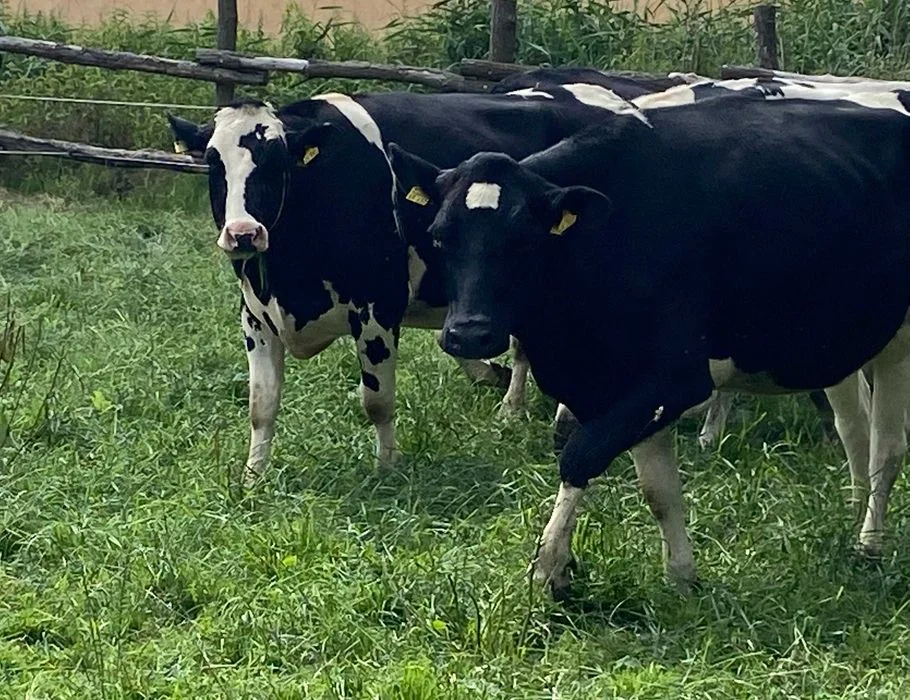 Jałowice hodowlane wysokocielne oraz pierwiastki – zdjęcie 6