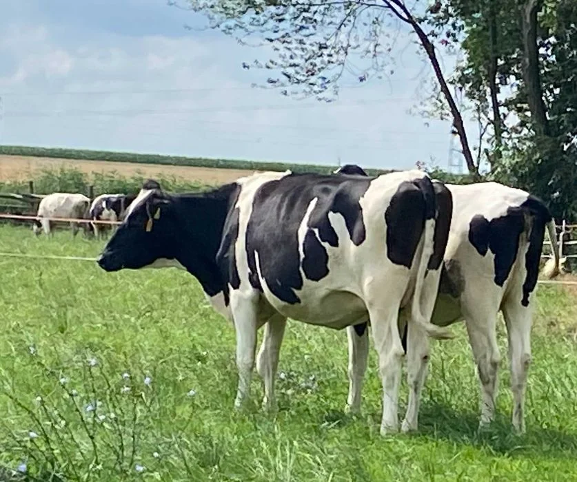Jałowice hodowlane wysokocielne oraz pierwiastki – zdjęcie 5