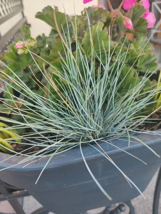 4 sztuki Trawa ozdobna kostrzewa niebieska eliah blue – zdjęcie 6