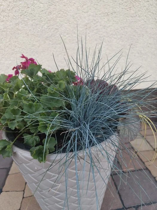 4 sztuki Trawa ozdobna kostrzewa niebieska eliah blue – zdjęcie 5
