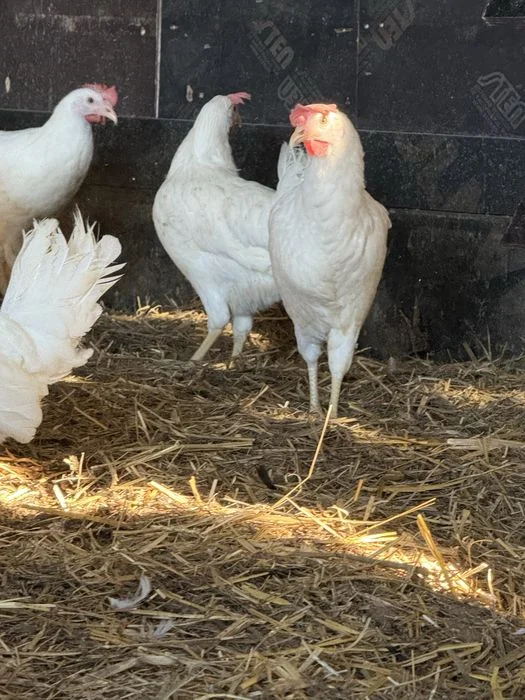 Kura Leghorn 22 tyg z jajkiem