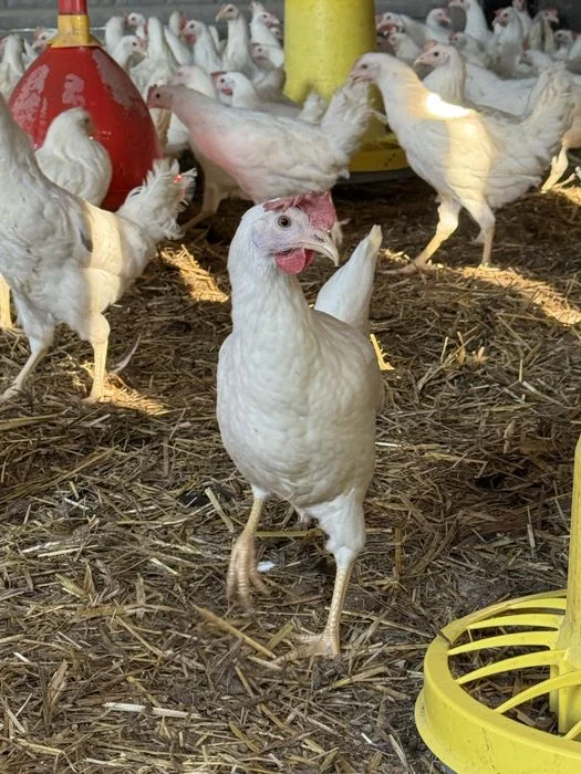 Kura Leghorn 22 tyg z jajkiem – zdjęcie 3