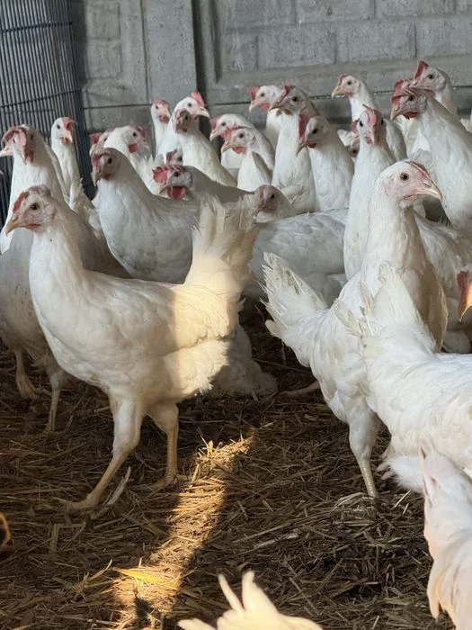 Kura Leghorn 22 tyg z jajkiem – zdjęcie 4