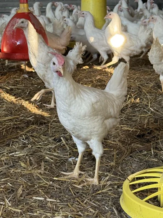 Kura Leghorn 22 tyg z jajkiem – zdjęcie 2