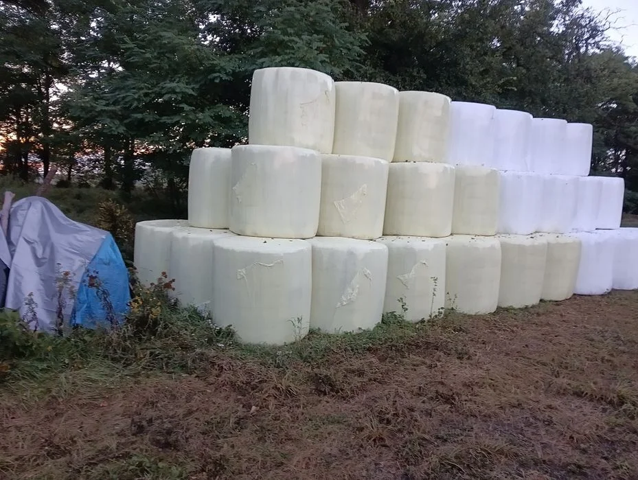 Kiszonka z prosa
