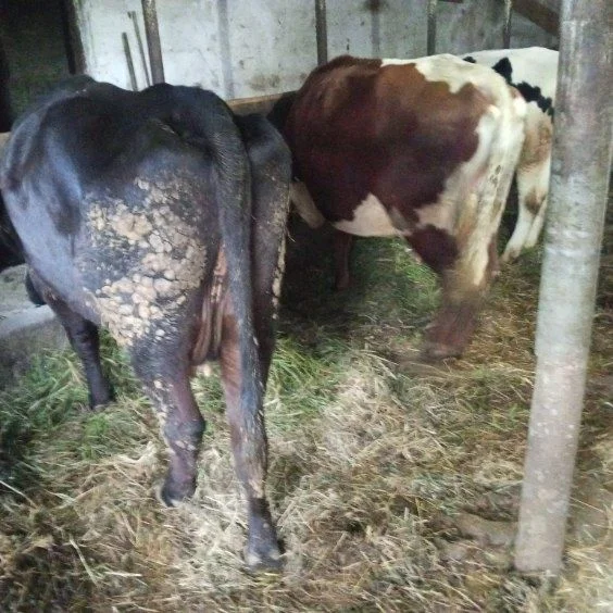 Sprzedam lub zamienię 2 krowy – zdjęcie 2