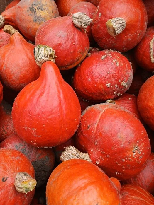 Dynia hokkaido jadalna