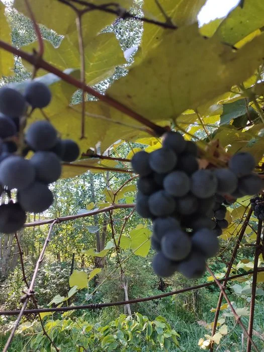 Winogrono. Ciemne, słodziutkie winogrona z ogrodu – 6 zł/kg – zdjęcie 3