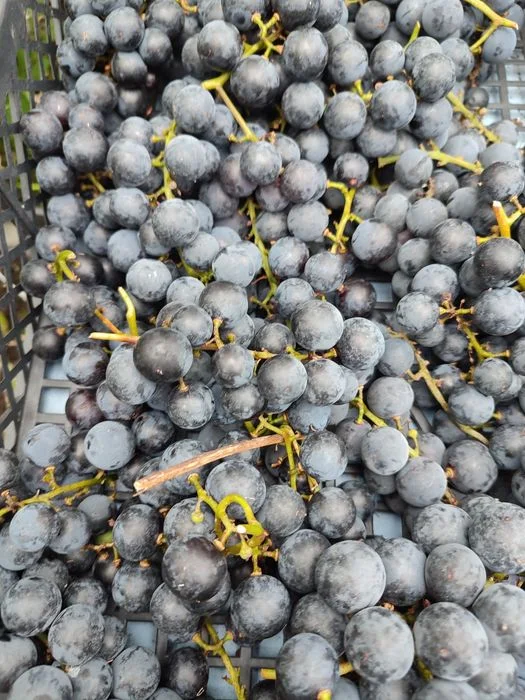 Winogrono. Ciemne, słodziutkie winogrona z ogrodu – 6 zł/kg