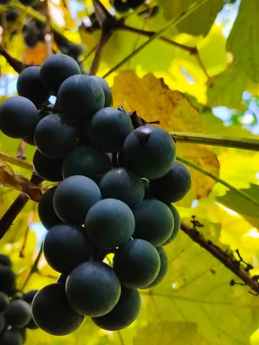 Winogrono. Ciemne, słodziutkie winogrona z ogrodu – 6 zł/kg – zdjęcie 2