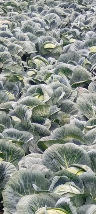 Sprzedam kapustę białą Ambrosia