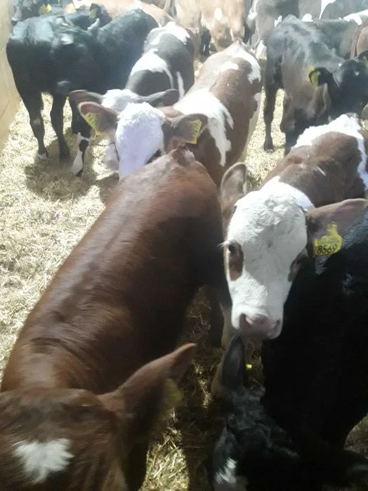 Byczki i jałówki Polskie Biała bielski – zdjęcie 3