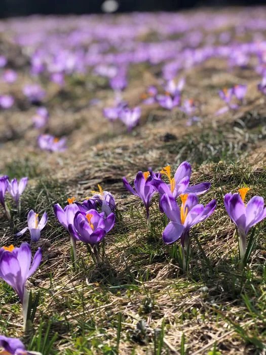 Nowe domki górlaskie Gubałówka Zakopane (8 osób) z widokiem- wynajem – zdjęcie 4