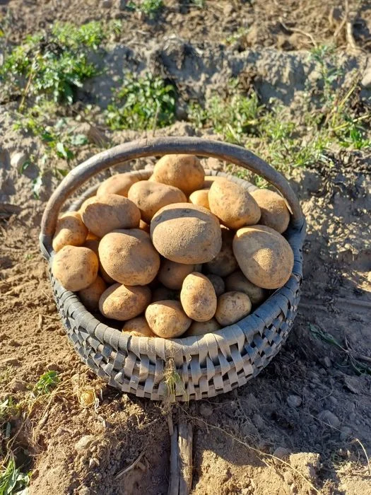 Ziemniaki od Rolnika !