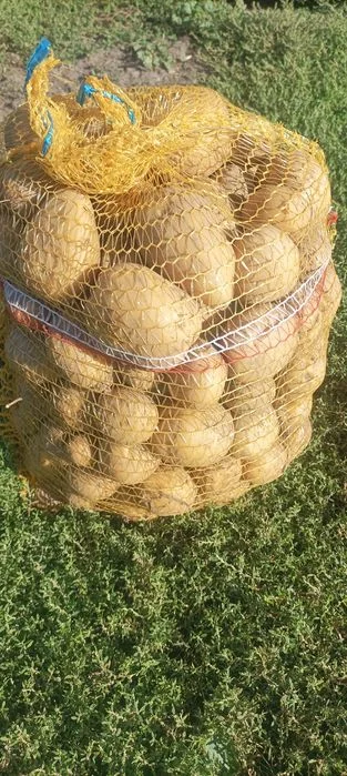 Ziemniaki mlode odmiana Denar