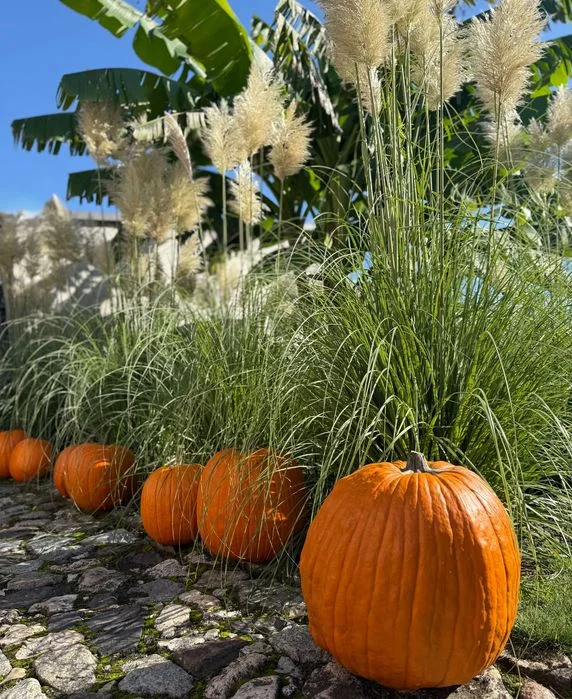 SALE THE PUMPKIN DYNIE DYNIA HALLOWEEN AMERYKAŃSKA USA XXL jadalna BIO ozdobne biała baby boo dekoracje ozdoby strój wrzosy trawy HURT DETAL FARMA DYŃ – zdjęcie 2