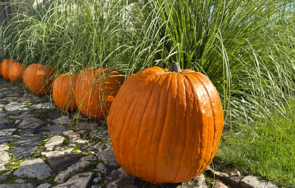 SALE THE PUMPKIN DYNIE DYNIA HALLOWEEN AMERYKAŃSKA USA XXL jadalna BIO ozdobne biała baby boo dekoracje ozdoby strój wrzosy trawy HURT DETAL FARMA DYŃ – zdjęcie 4