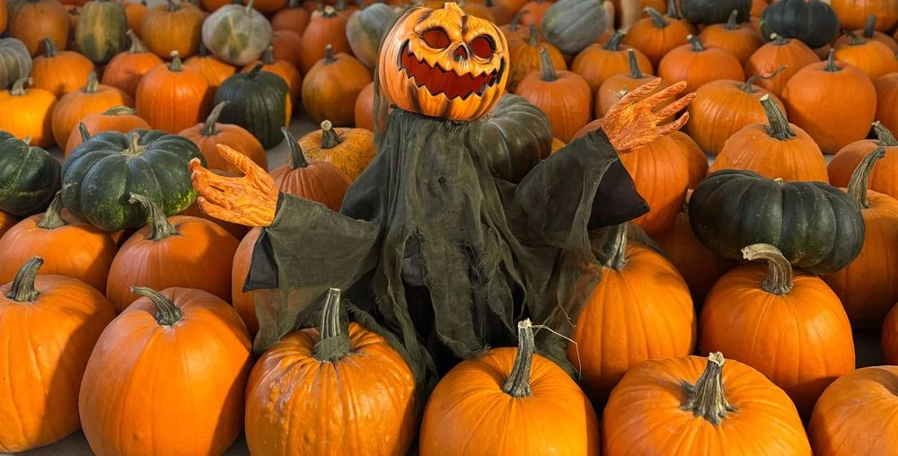 SALE THE PUMPKIN DYNIE DYNIA HALLOWEEN AMERYKAŃSKA USA XXL jadalna BIO ozdobne biała baby boo dekoracje ozdoby strój wrzosy trawy HURT DETAL FARMA DYŃ – zdjęcie 5