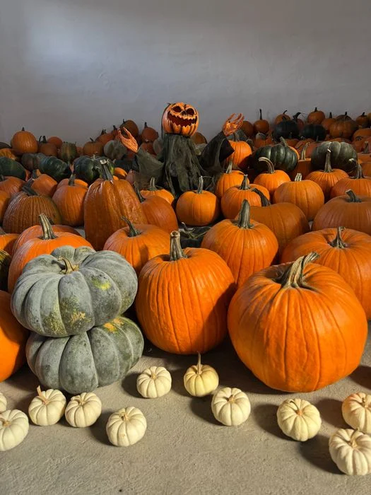 SALE THE PUMPKIN DYNIE DYNIA HALLOWEEN AMERYKAŃSKA USA XXL jadalna BIO ozdobne biała baby boo dekoracje ozdoby strój wrzosy trawy HURT DETAL FARMA DYŃ – zdjęcie 3